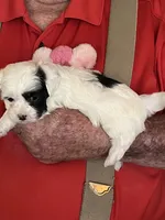 Lili, a female Havanese and Shih Tzu for sale in Point, TX – 4 of 4