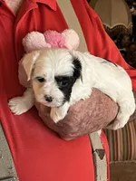 Lili, a female Havanese and Shih Tzu for sale in Point, TX – 3 of 4