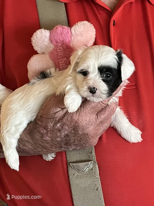 Lili – Havanese, Shih Tzu puppy for sale in Point, TX