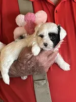 Lili, a female Havanese and Shih Tzu for sale in Point, TX – 1 of 4