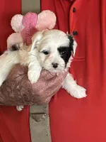 Lili, a female Havanese and Shih Tzu for sale in Point, TX – 2 of 4