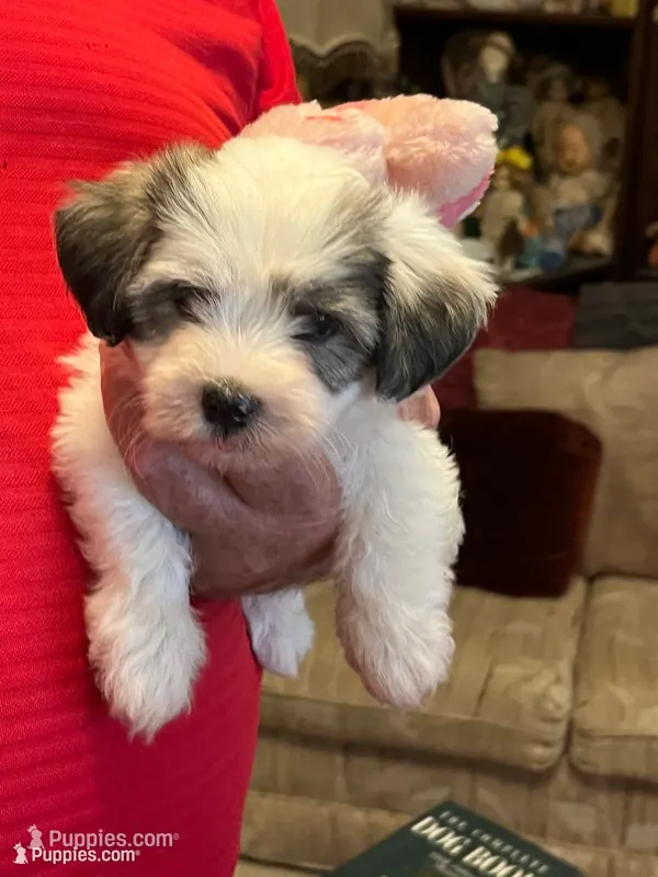 Remi – Havanese, Shih Tzu puppy for sale in Point, TX