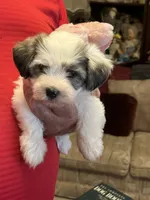 Remi, a female Havanese and Shih Tzu for sale in Point, TX – 6 of 8