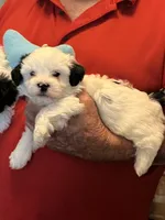 Poki, a male Havanese and Shih Tzu for sale in Point, TX – 2 of 5