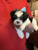 Popi , a male Havanese and Shih Tzu for sale in Point, TX – 3 of 6