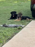 German shepherd , a female German Shepherd Dog for sale in Griffin, GA – 2 of 5