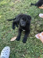 German shepherd , a female German Shepherd Dog for sale in Griffin, GA – 4 of 5
