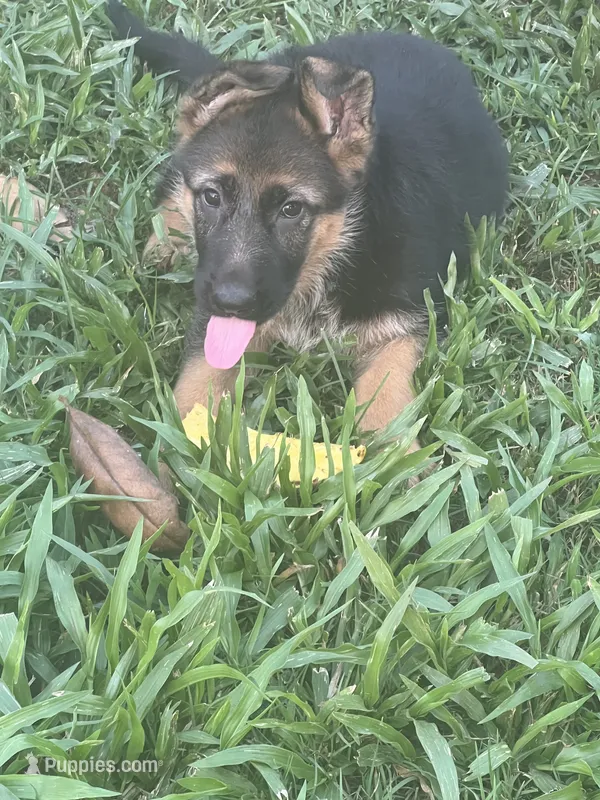 German shepherd  – German Shepherd Dog puppy for sale in Griffin, GA