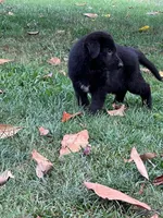 German shepherd , a female German Shepherd Dog for sale in Griffin, GA – 1 of 5