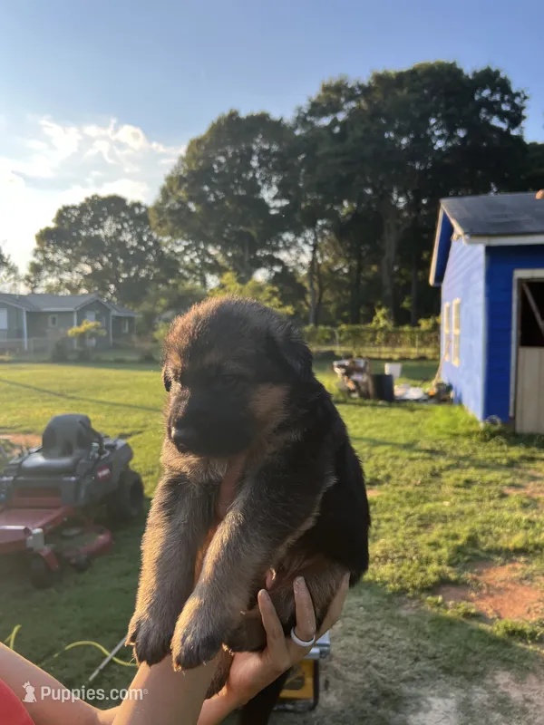 German shepherd  – German Shepherd Dog puppy for sale in Griffin, GA