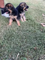 German shepherd , a male German Shepherd Dog for sale in Griffin, GA – 3 of 3