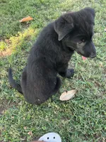 German shepherd , a female German Shepherd Dog for sale in Griffin, GA – 5 of 5