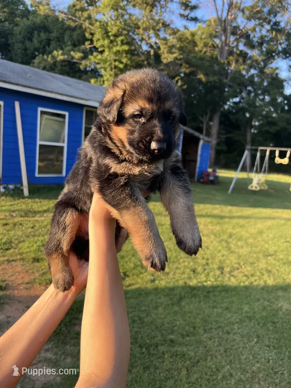 German shepherd  – German Shepherd Dog puppy for sale in Griffin, GA