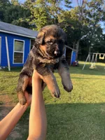 German shepherd , a male German Shepherd Dog for sale in Griffin, GA – 1 of 3