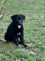 German shepherd , a female German Shepherd Dog for sale in Griffin, GA – 3 of 5