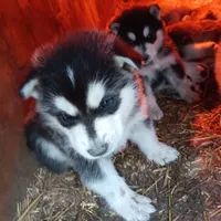 6, a male Alaskan Malamute for sale in Smyrna, NY – 1 of 1