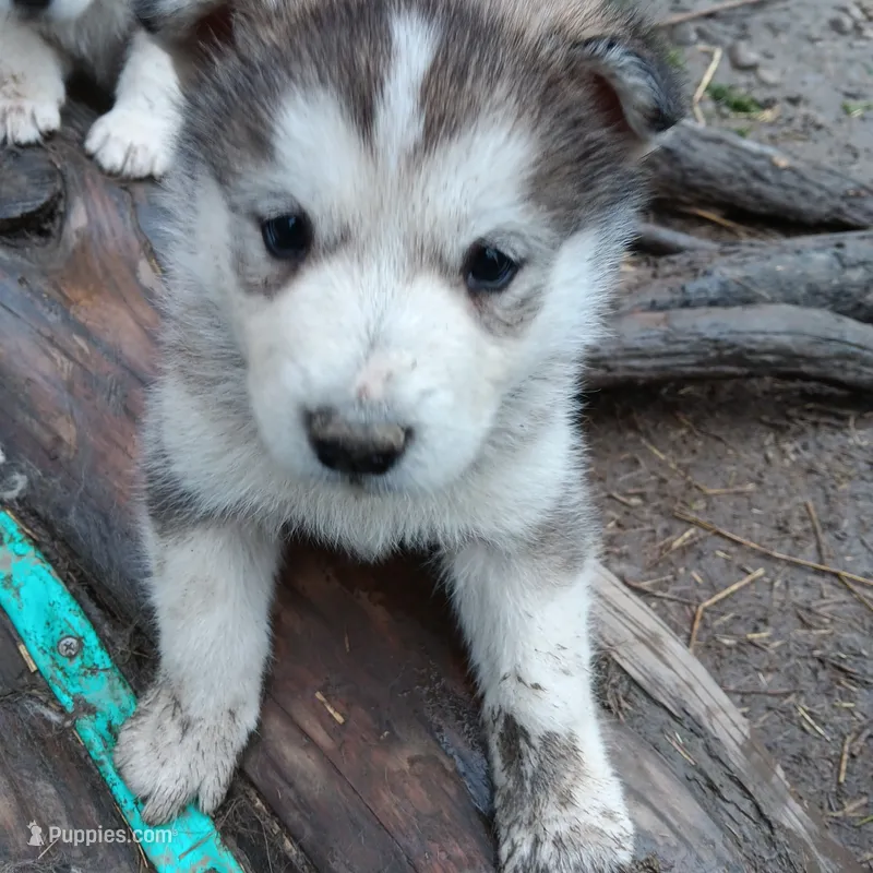 2 – Alaskan Malamute puppy for sale in Smyrna, NY
