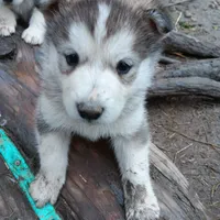 2, a male Alaskan Malamute for sale in Smyrna, NY – 1 of 1