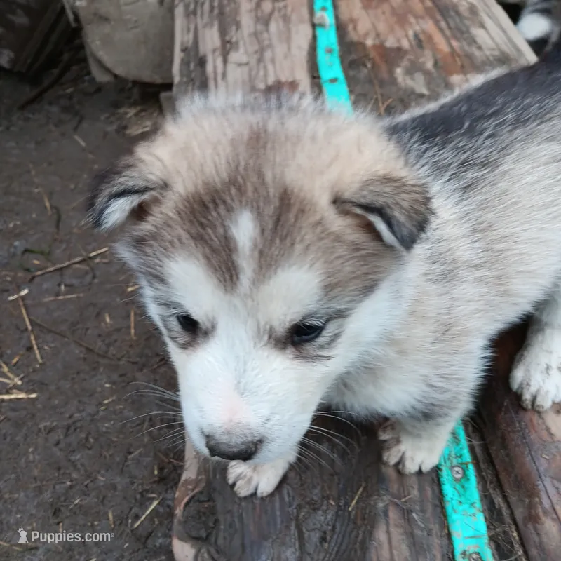 4 – Alaskan Malamute puppy for sale in Smyrna, NY