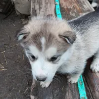 4, a male Alaskan Malamute for sale in Smyrna, NY – 1 of 1