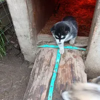 5, a female Alaskan Malamute for sale in Smyrna, NY – 1 of 1
