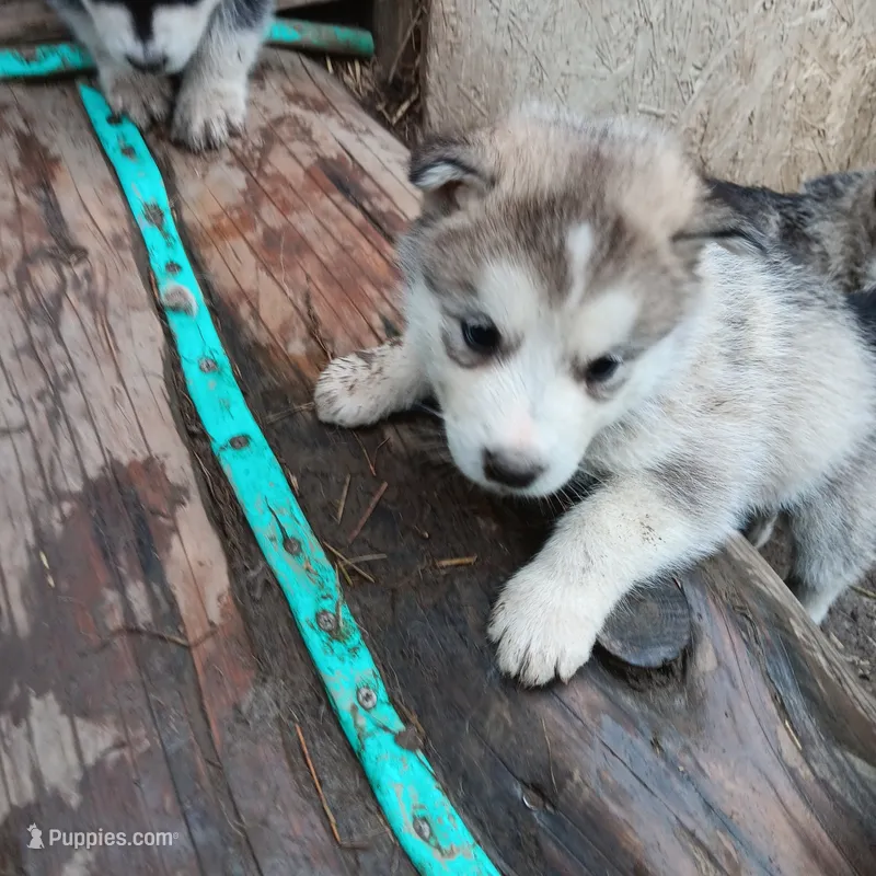 3 – Alaskan Malamute puppy for sale in Smyrna, NY