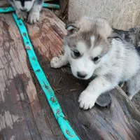 3, a female Alaskan Malamute for sale in Smyrna, NY – 1 of 1