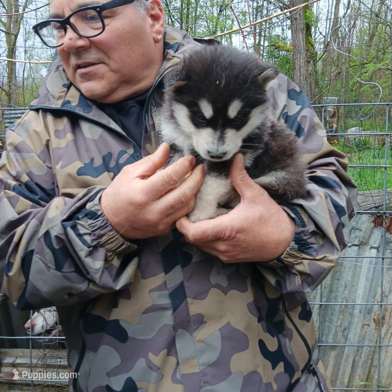 1 – Alaskan Malamute puppy for sale in Smyrna, NY