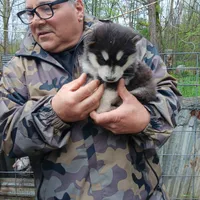 1, a male Alaskan Malamute for sale in Smyrna, NY – 1 of 1