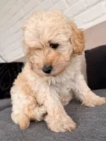 White 🤍, a male Poodle - Toy  for sale in Dallas, TX – Photo 2 of 4