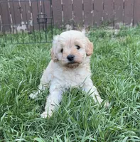 White 🤍, a male Poodle - Toy  for sale in Dallas, TX – Photo 3 of 4