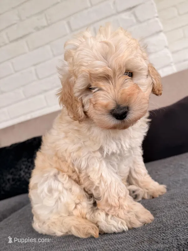 White 🤍 – Poodle - Toy  puppy for sale in Dallas, TX