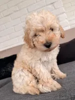 White 🤍, a male Poodle - Toy  for sale in Dallas, TX – Photo 1 of 4