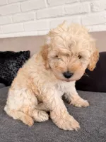 White 🤍, a male Poodle - Toy  for sale in Dallas, TX – Photo 4 of 4