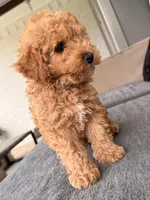 Honey 🍯 , a male Poodle - Toy  for sale in Dallas, TX – Photo 2 of 4
