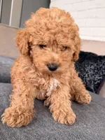 Honey 🍯 , a male Poodle - Toy  for sale in Dallas, TX – Photo 3 of 4