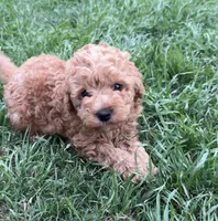 Honey 🍯 , a male Poodle - Toy  for sale in Dallas, TX – Photo 4 of 4