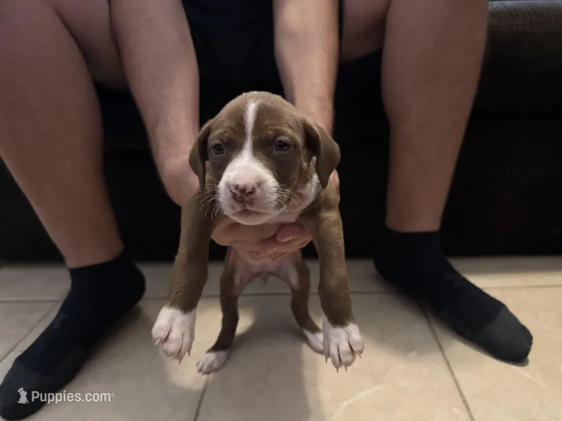 Kirmit – Boxer, Labrador Retriever puppy for sale in Dade City, FL