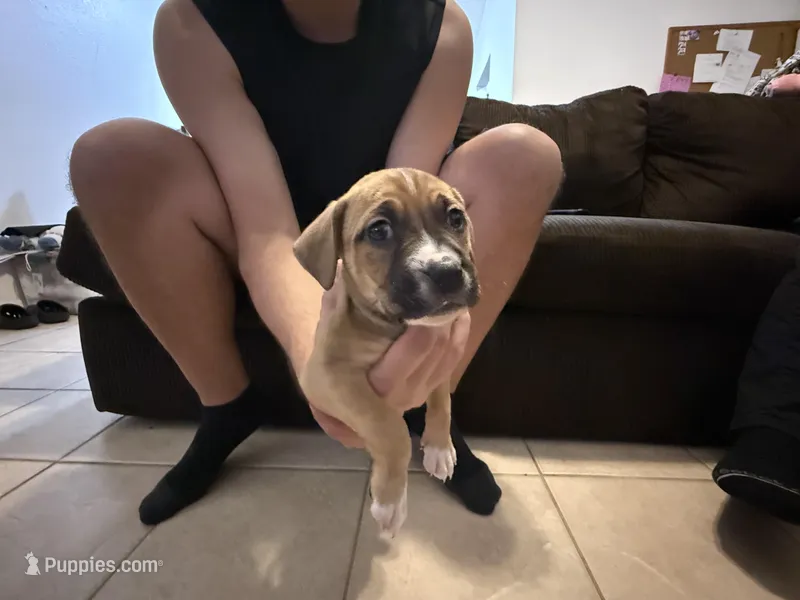 Scooby – Boxer, Labrador Retriever puppy for sale in Dade City, FL