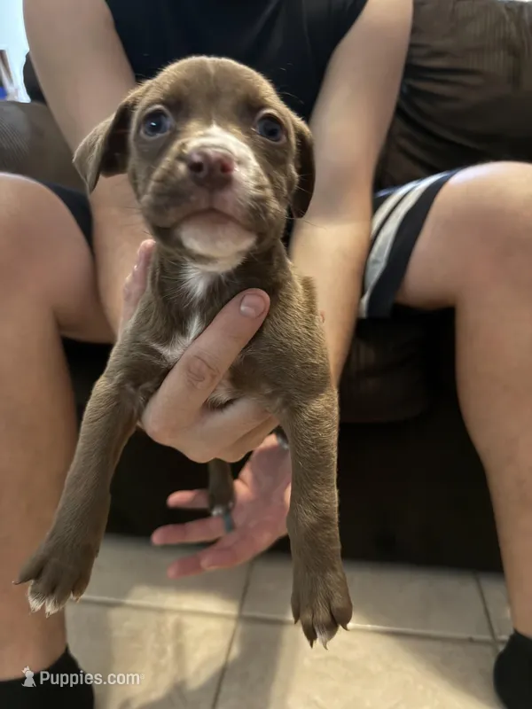 Scappy – Boxer, Labrador Retriever puppy for sale in Dade City, FL