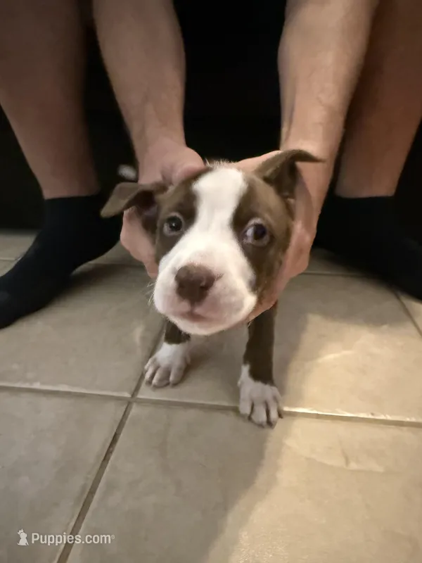 Target – Boxer, Labrador Retriever puppy for sale in Dade City, FL