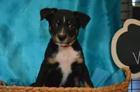 Diggory, a male Australian Kelpie for sale in Sioux Falls, SD – Photo 2 of 2