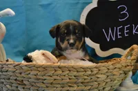 Diggory, a male Australian Kelpie for sale in Sioux Falls, SD – Photo 1 of 2