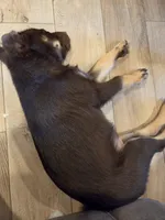 Arvis, a female Australian Kelpie for sale in Sioux Falls, SD – Photo 2 of 2