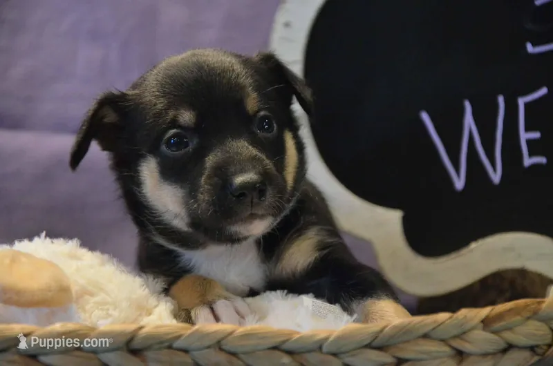 Arvis, a female Australian Kelpie for sale in Sioux Falls, SD – Photo 1 of 2