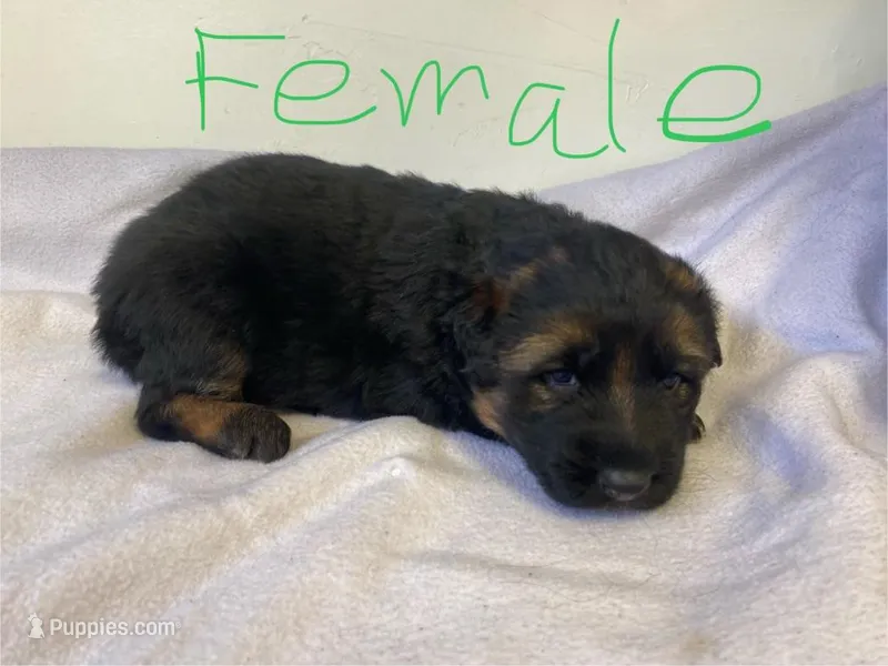 Female, a female German Shepherd Dog for sale in Manitowoc, WI – Photo 1 of 1