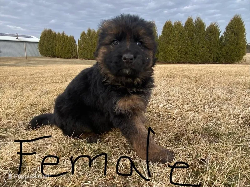 Female – German Shepherd Dog puppy for sale in Manitowoc, WI