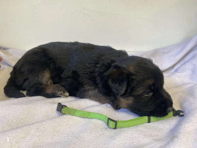 Teal tiger, a male German Shepherd Dog for sale in Manitowoc, WI – Photo 1 of 2