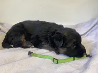 Teal tiger, a male German Shepherd Dog for sale in Manitowoc, WI – Photo 1 of 2