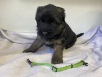 Teal tiger, a male German Shepherd Dog for sale in Manitowoc, WI – Photo 2 of 2